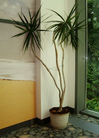 A large Dracaena marginata 'tarzan' with three stems