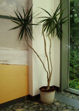 A large Dracaena marginata 'tarzan' with three stems