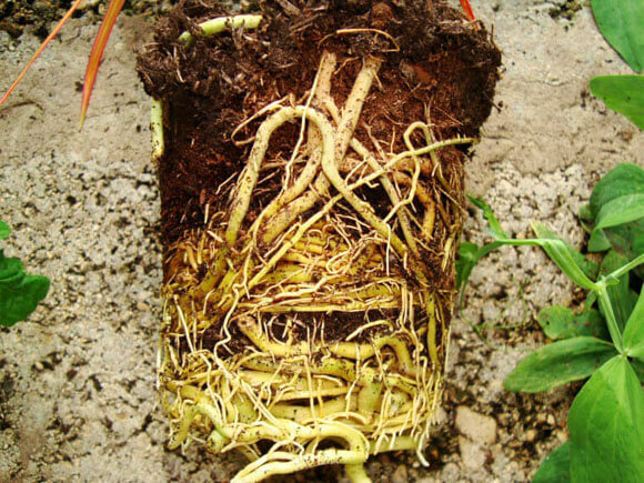 The roots of a Madagascar Dragon Tree which has outgrown its pot