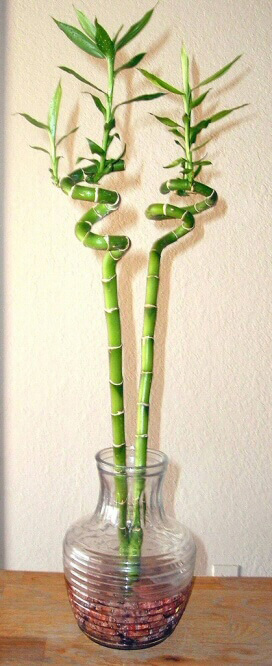 thumbnail image 2 of BUY 2 GET 1 FREE Lucky Bamboo Plant (Dracaena Sanderiana) - 2 Stalks For Aquarium Or Home 2 of 2