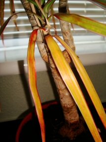 The lower leaves of a Madagascar Dragon Tree yellow and fall off as they grow older