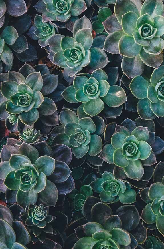 A group of Echeveria with multiple offsets