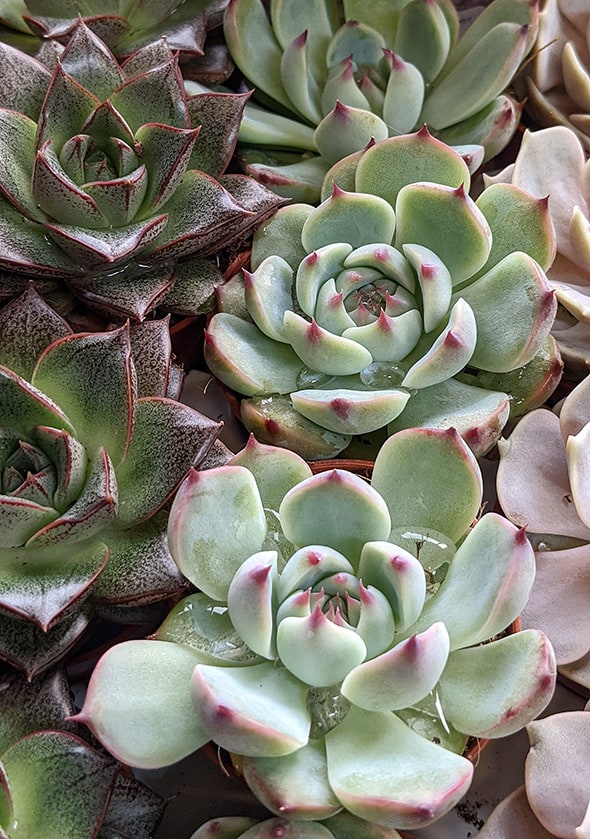 Echeveria watered from above with water drops resting on the leaves