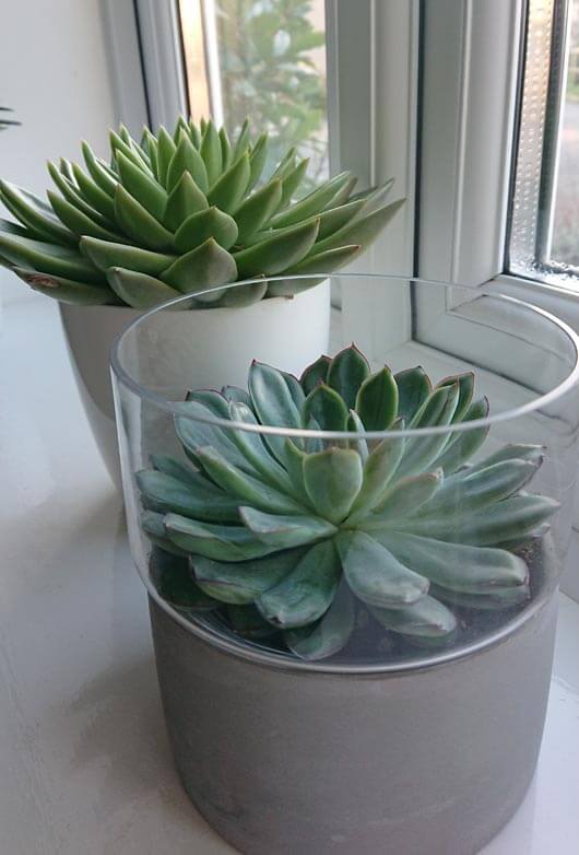 Echeveria Miranda and Echeveria Elegans growing next to a bright window