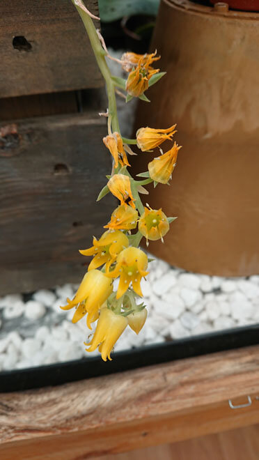 Echeveria in bloom showing the small bell like flowers