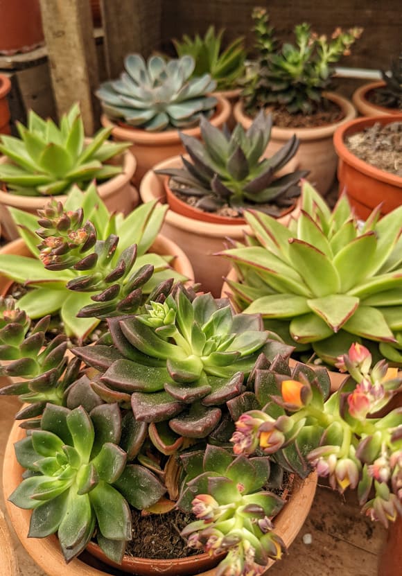 Lots of different Echeverias for sale in a plant store