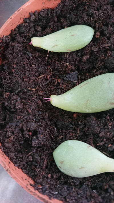 Several Echeveria leaf cuttings being used for propagation