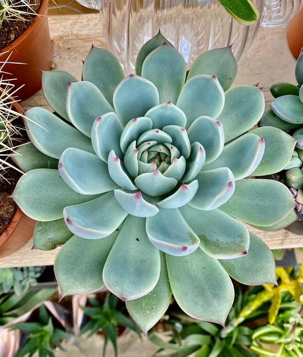 Overhead photo of an Echeveria houseplant