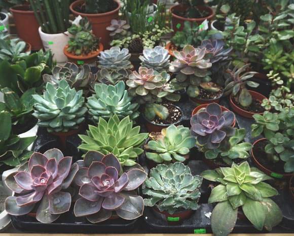 Large varieties of different Echeverias that you can buy from a store