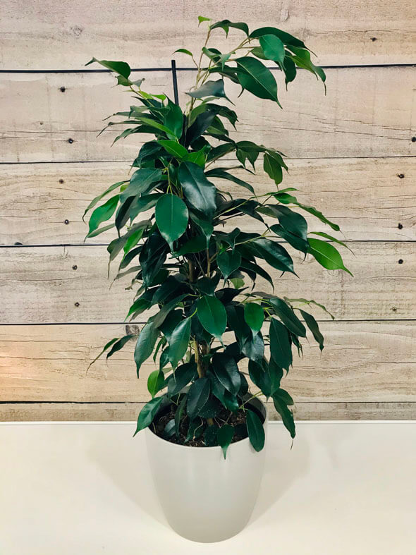 A tall Weeping Fig (Ficus Benjamina) being grown as a houseplant