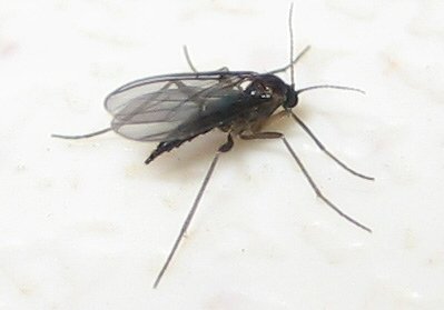 Close up photo of a Fungus Gnat / Sciarid Fly