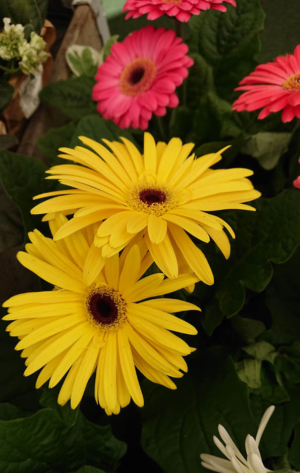 Several Gerberas grouped together, with yellow and pink flowers