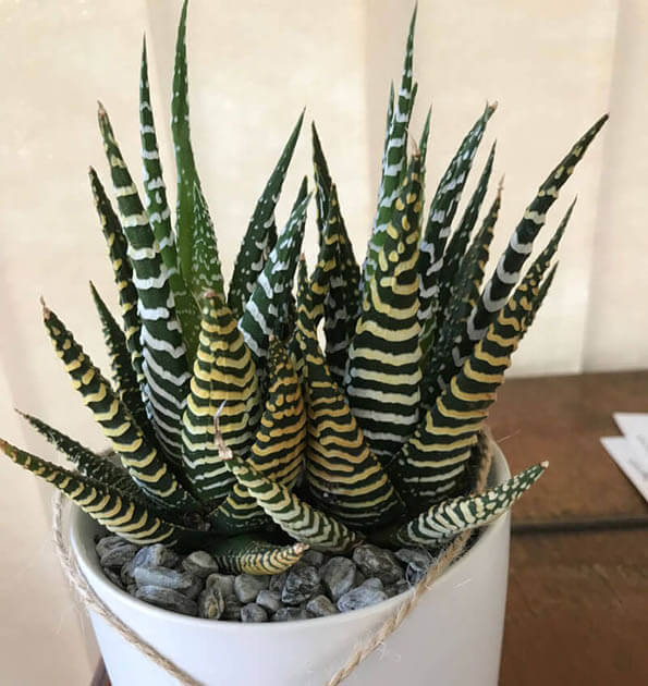 Zebra Cactus photo by Ruby showing how one Haworthia plant can easily become a clump