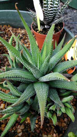 Two different haworthia fasciata plants, H. fasciata Concolor and H. fasciata Big Band