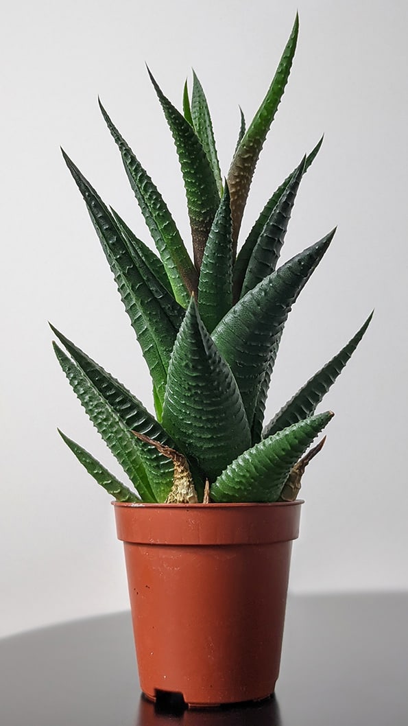 Young Haworthia plant in a tiny brown plastic pot