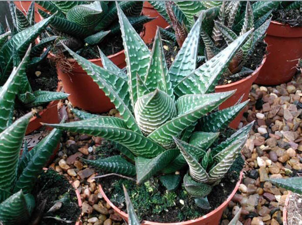 Haworthia's are easy to take care of and make excellent houseplants