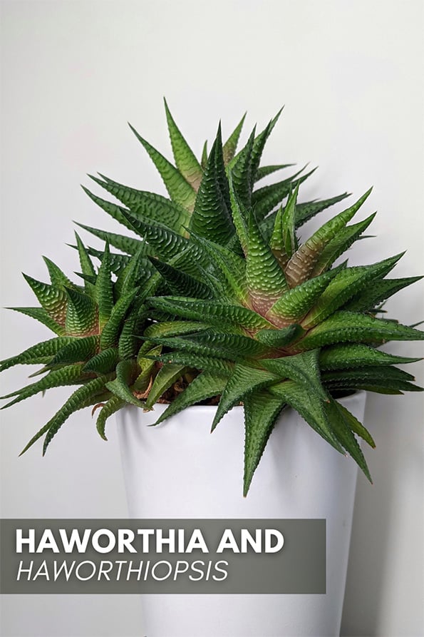 Mature Haworthiopsis limifolia with lots of offsets in white planter