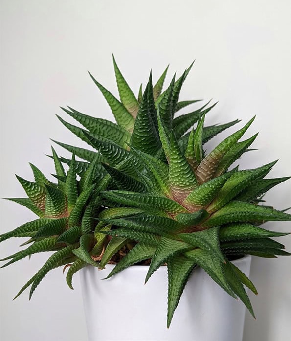 Mature Haworthiopsis limifolia with lots of offsets in white planter Mature Haworthiopsis limifolia with lots of offsets in white planter
