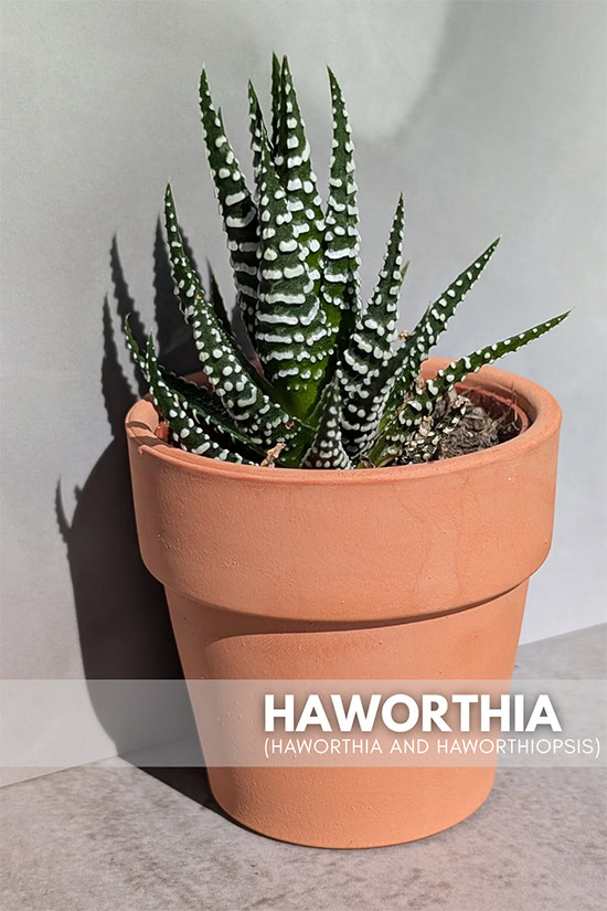 A small Haworthiopsis plant in a terracotta pot next to a grey tiled background A small Haworthiopsis plant in a terracotta pot next to a grey tiled background
