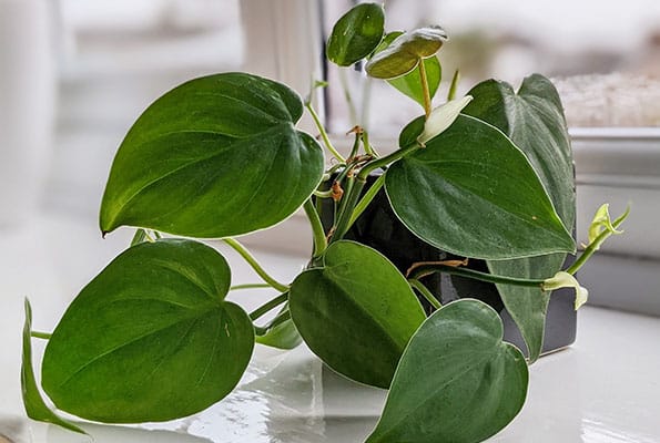 Young Heartleaf philodendron in a grey square container