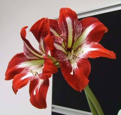 Red Hippeastrum flowers with white contrast