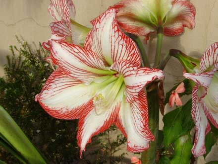 The pink and white flowers of this Amaryllis are magnificent