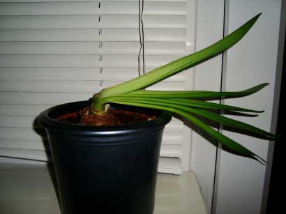 The leaves on this Hippeastrum have flopped over