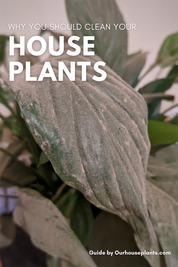 A Peace Lily leaf covered in a thick layer of dust