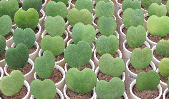 Is this too much plant love? Large number of single leaf Valentine Hoya's being grown in a nursery, photo by Tangopaso