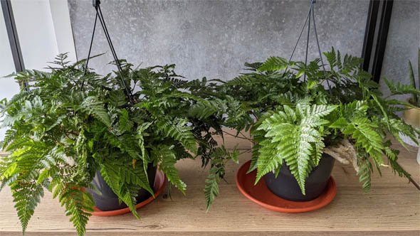 Two Humata tyermanii plants on a shelf ready for sale