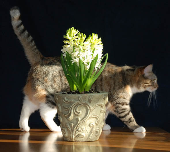 Photo by Amy West showing her cat Scarlett and white Hyacinth in flower