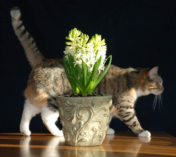 A cat walks behind a group of white Hyacinth plants