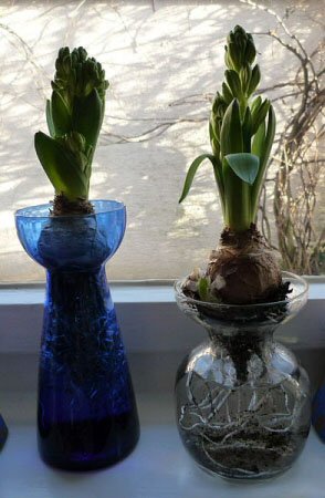 Two Hyacinths bulbs being forced using a vase and water