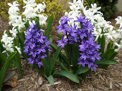 Spent Hyacinths that were planted outside and have rebloomed the following year