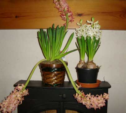 Two Hyacinths plants, one has been grown in a hot room and has long unattractive flower stems the other has short more attractive stems and this plant has been grown in a cool room
