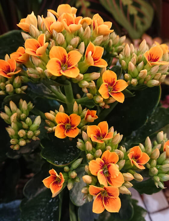 Flowers of the Orange Flaming Katy
