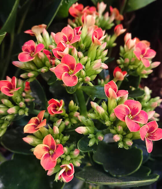 Pink Flowers of a Flaming Katy Plant