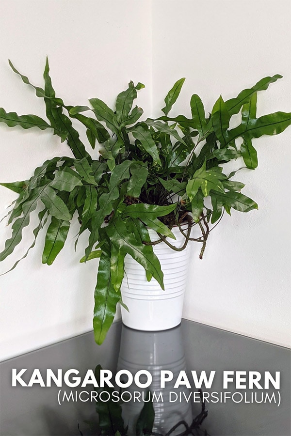 Kangaroo paw fern or the microsorum diversifolium on a glossy tabletop in a white planter