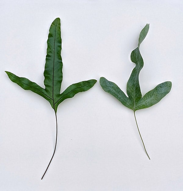 photo showing the Kangaroo Paw Fern and Blue Star Fern fronds or leaves side by side