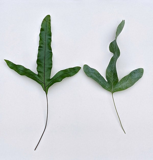 photo showing the Kangaroo Paw Fern and Blue Star Fern fronds or leaves side by side