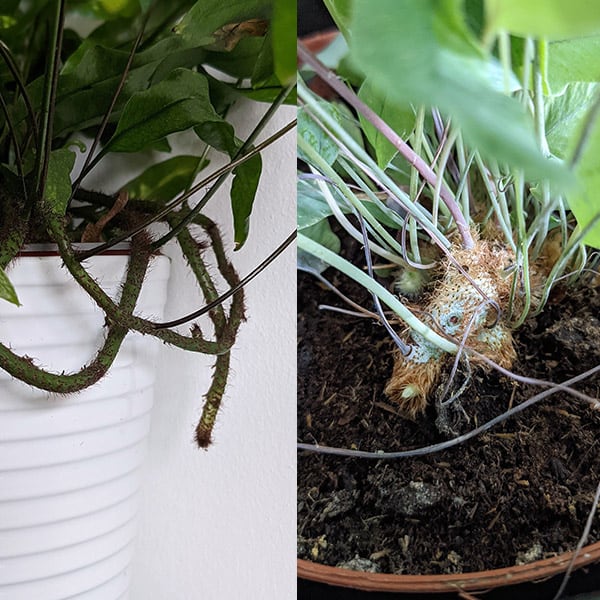 photo showing the Kangaroo Paw Fern and Blue Star Fern Rhizomes