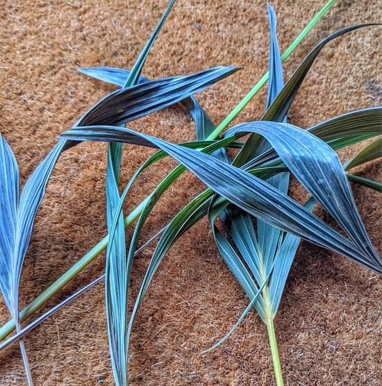 When Kentia Palm leaves die they go grey with an almost blue tint