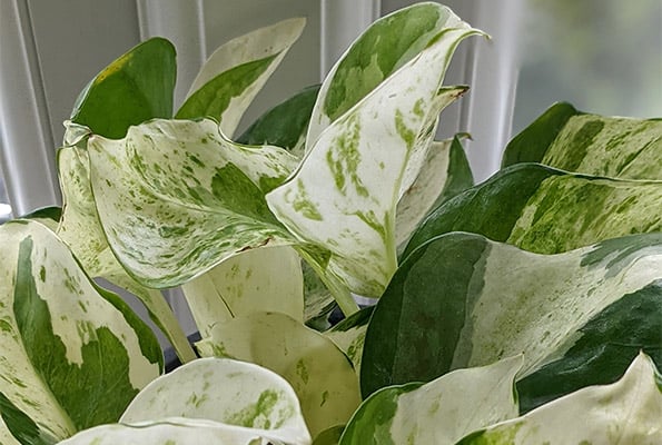 Manjula Pothos Plant growing on a window ledge