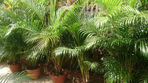 Good quality Areca Palms for sale at a nursery taken by Mokkie