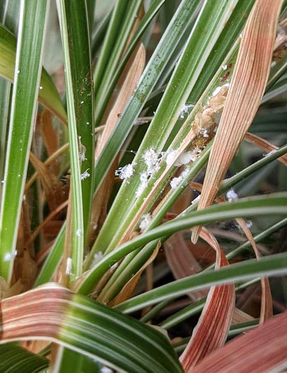 Mealybugs attacking the underside of a plant leaf
