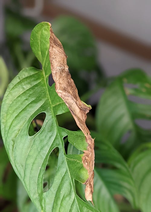 Crispy brown leaf edge on a Swiss Cheese Vine