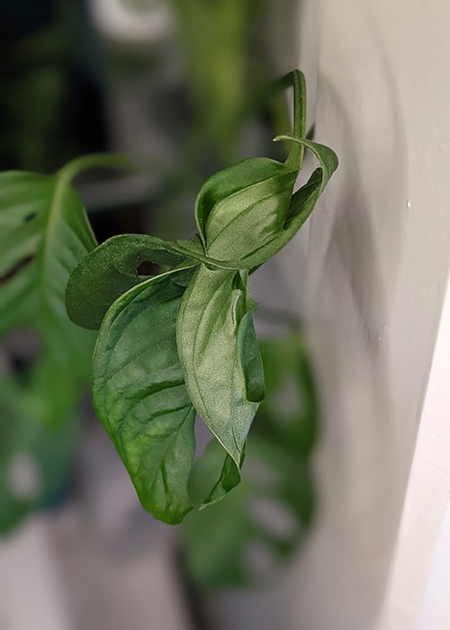 Fenestrated leaves growing through one another