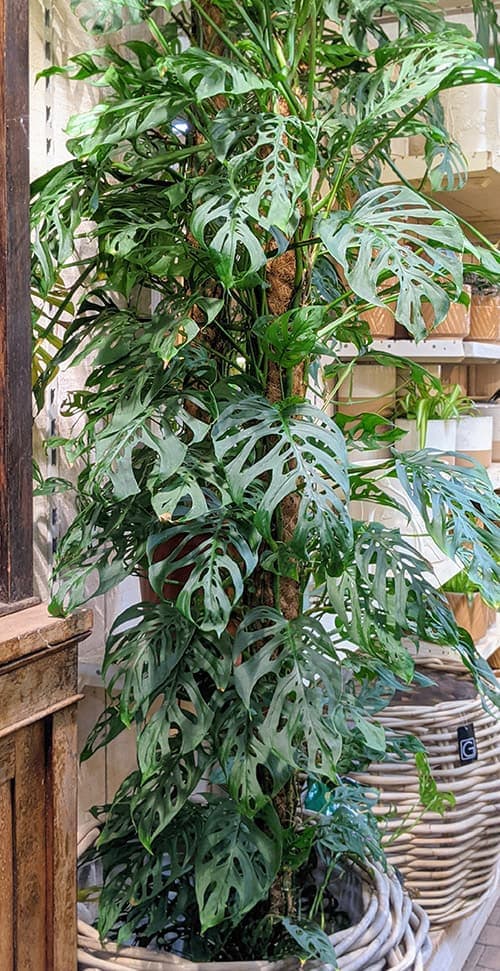 Monstera (Monkey Mask): Info, Care Tips and Problem Guide