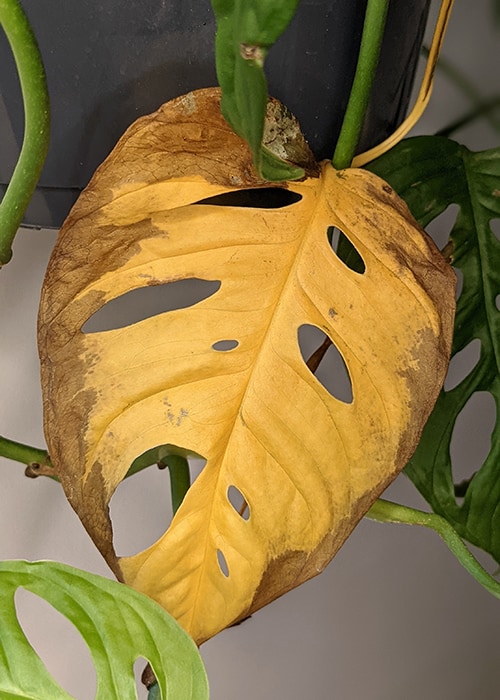 Yellow leaf on Monstera Adansonii