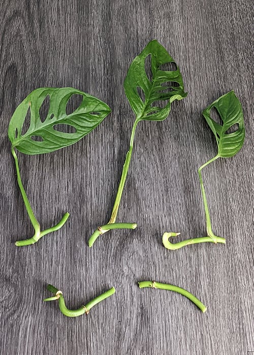 Three stem cuttings ready to root